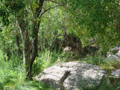 Red Spring Boardwalk