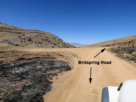 Birdspring Road