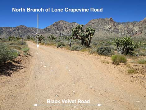 Lone Grapevine Road