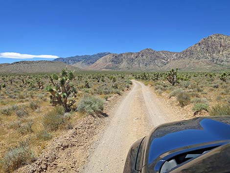 Lone Grapevine Road