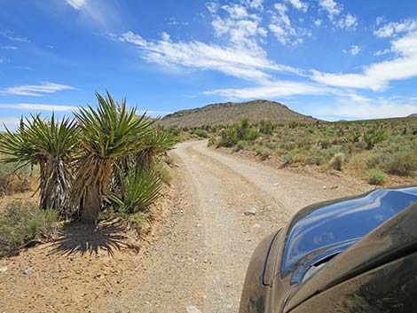 Lone Grapevine Road