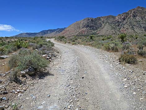 Lone Grapevine Road