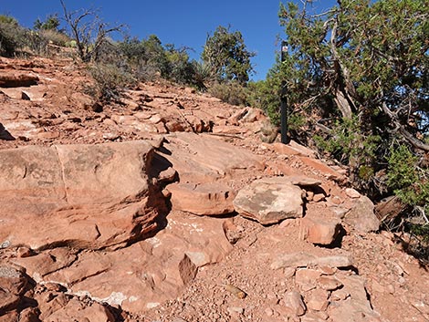 SMYC Trail
