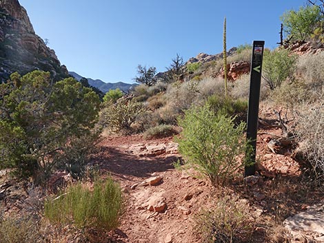 SMYC Trail