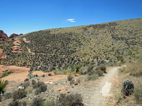 Calico Hills Trail - Sandstone Quarry to Calico 1