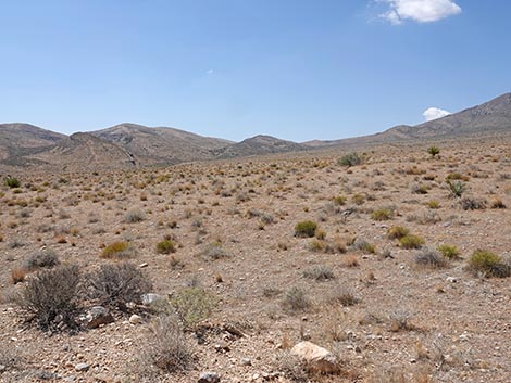 Cottonwood Valley Trailhead
