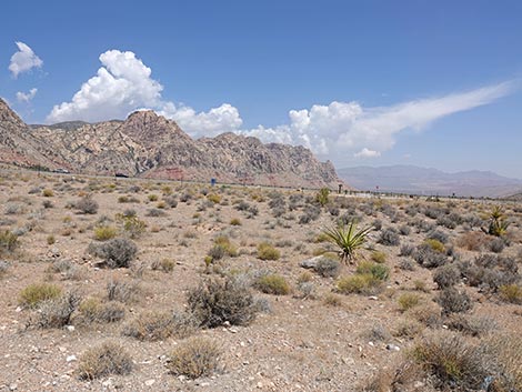 Cottonwood Valley Trailhead