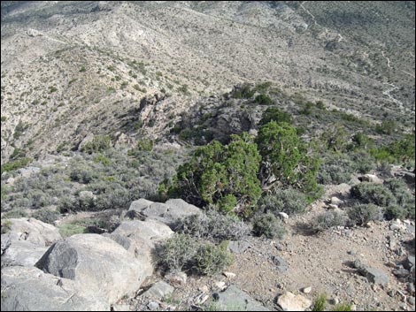 Turtlehead Peak