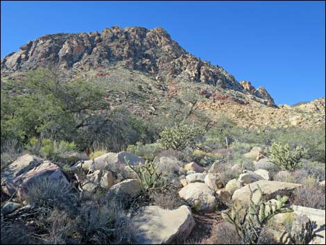 Cottonwood Valley Springs Loop Trail