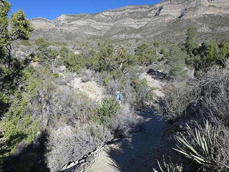 White Rock Loop Trail