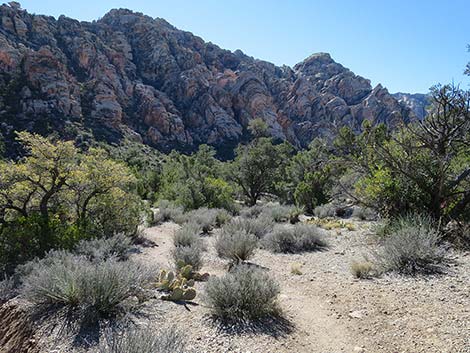 White Rock Loop Trail