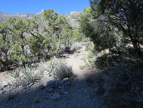 White Rock Loop Trail