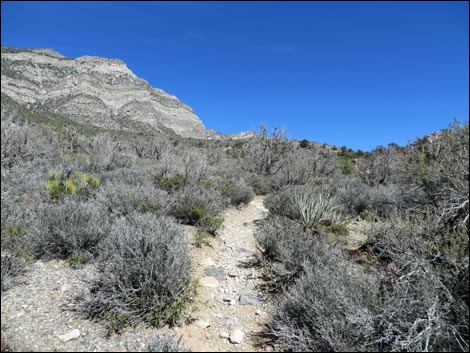 White Rock Loop Trail