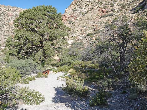 White Rock Spring Trail