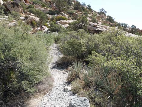 Willow Springs Loop Trail