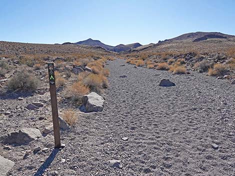 BLM 100 Trail