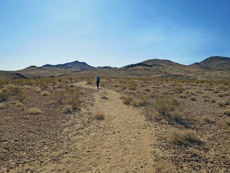 Petroglyph Canyon Trail