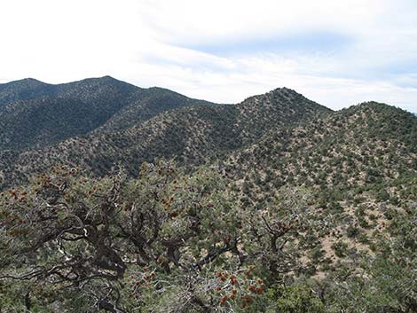 McCullough Mountain Ridges Route