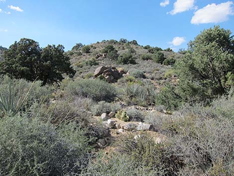 Wee Thump Overlook