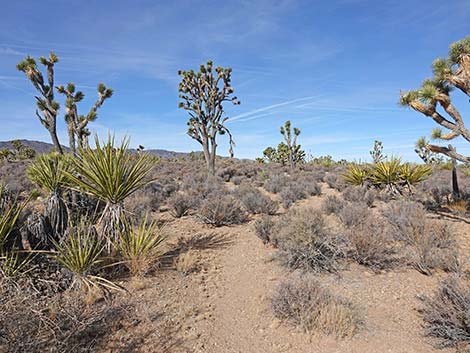 El Dorado Wagon Road Trail