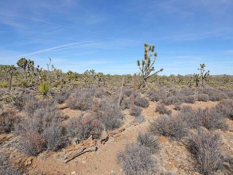 El Dorado Wagon Road Trail