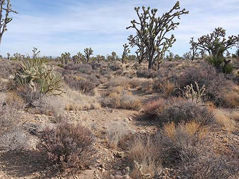 El Dorado Wagon Road Trail