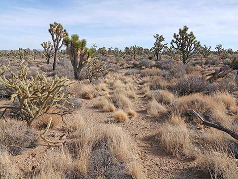 El Dorado Wagon Road Trail