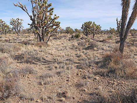 El Dorado Wagon Road Trail