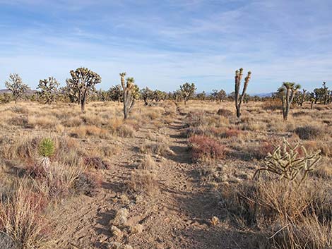 El Dorado Wagon Road Trail