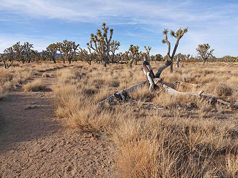 El Dorado Wagon Road Trail