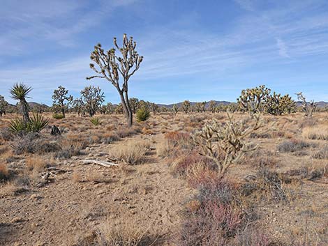 El Dorado Wagon Road Trail