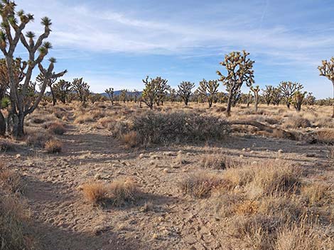 El Dorado Wagon Road Trail