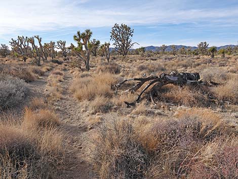 El Dorado Wagon Road Trail