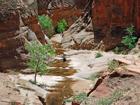 Observation Point Trail