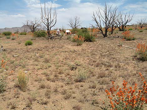 Mojave National Preserve