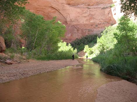 Coyote Gulch