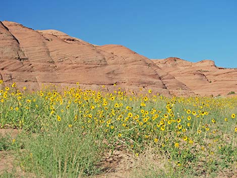 Coyote Gulch