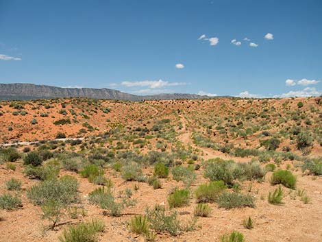 Coyote Gulch