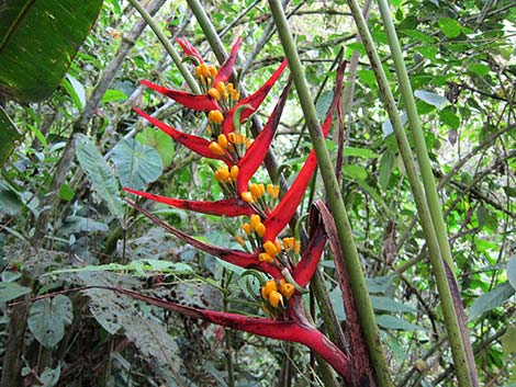 Ecuador