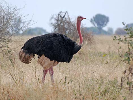 Tanzania