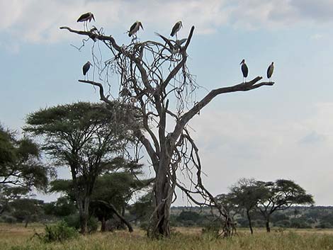 Tanzania