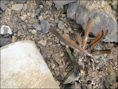 Illegal Mining Claim Markers