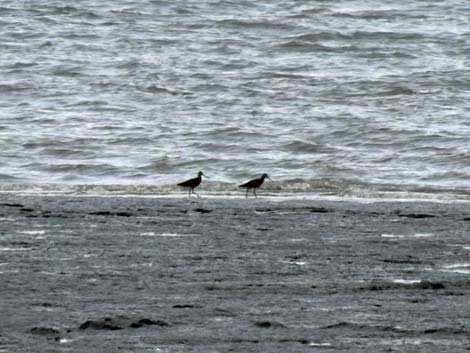 Alaska Birding