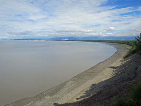 Alaska Birding