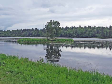 Alaska Birding