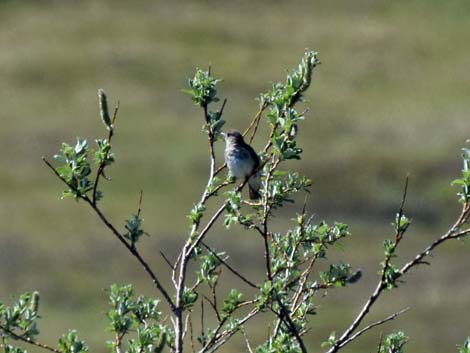 Nome birding