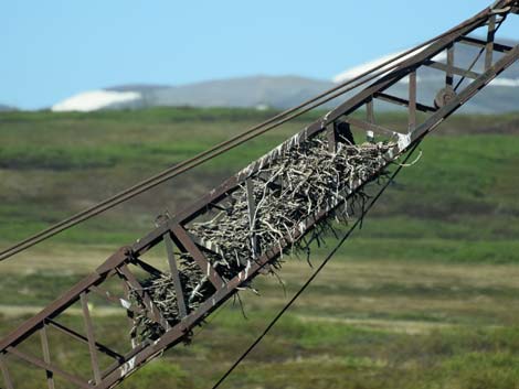 Nome birding