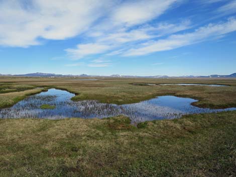 Nome birding