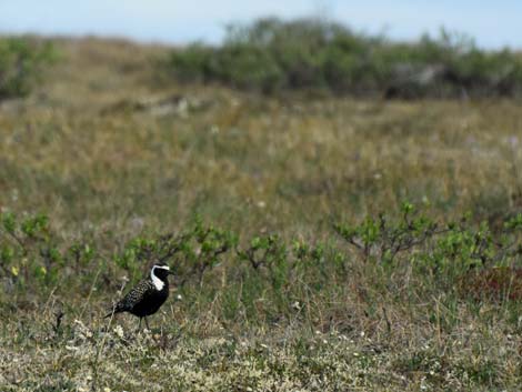 Nome birding