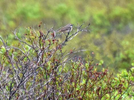 Nome birding